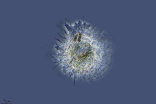 Image de <i>Pelomyxa corona</i>