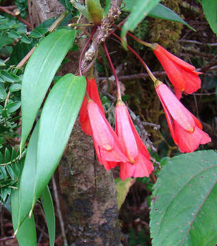 Image of Bomarea costaricensis Kraenzl.