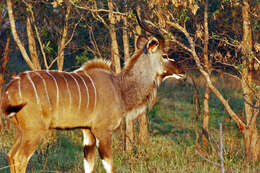 Image of Spiral-horned Antelope