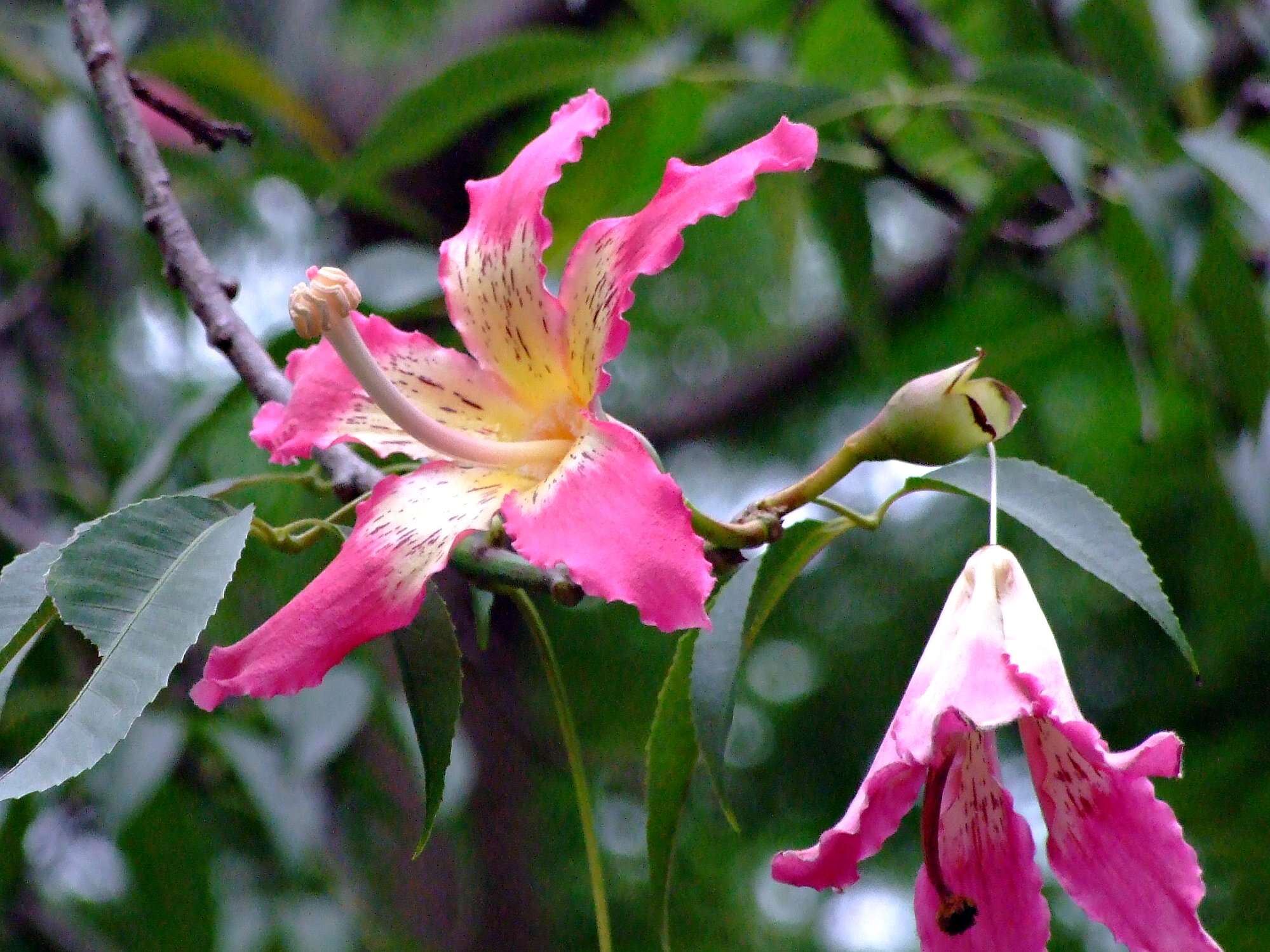 Chorisia speciosa resmi