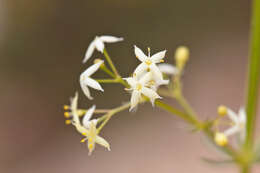 Image of Galium lucidum All.