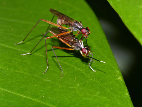 Micropezidae resmi