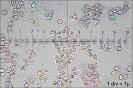 Слика од Lentinellus ursinus (Fr.) Kühner 1926