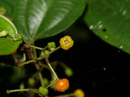 Plancia ëd Miconia aguilarii (Kriebel & Almeda) Gamba & Almeda