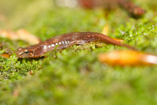 Image of dusky salamanders