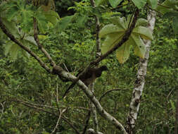 Image of Gray-headed Chachalaca