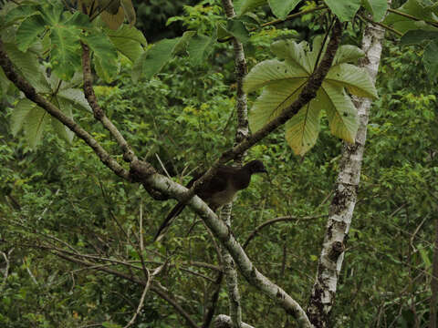 Image of Gray-headed Chachalaca