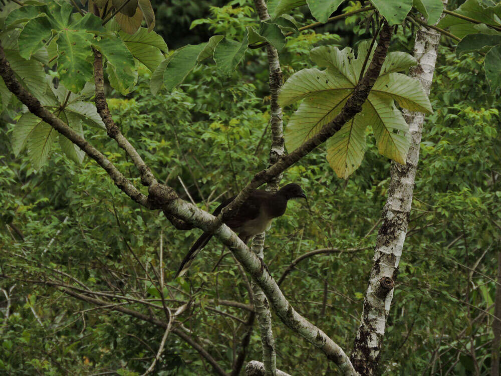 Image of Gray-headed Chachalaca