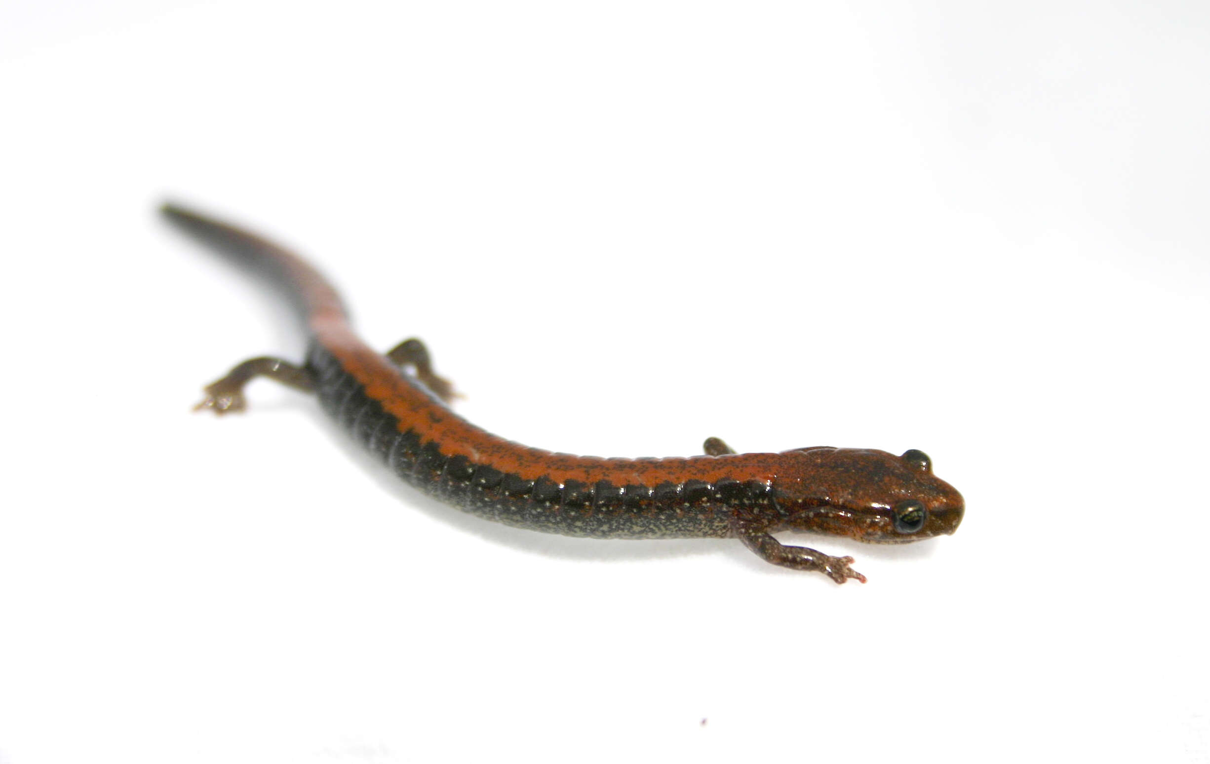 Plethodon cinereus (Green 1818) resmi