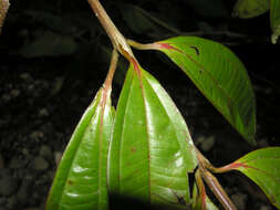 Plancia ëd Miconia longifolia (Aubl.) DC.