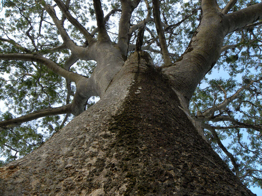 Image de Guanacaste