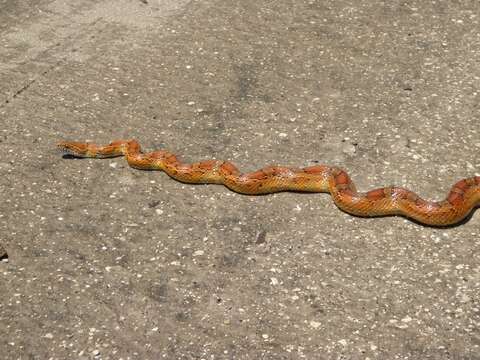 Image of Corn Snake