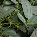 Image of Trema angustifolia (Planch.) Bl.