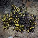 Image of Hibbertia acerosa (DC.) Benth.