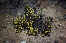 Sivun Hibbertia acerosa (DC.) Benth. kuva