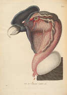 Image of Vultur Linnaeus 1758