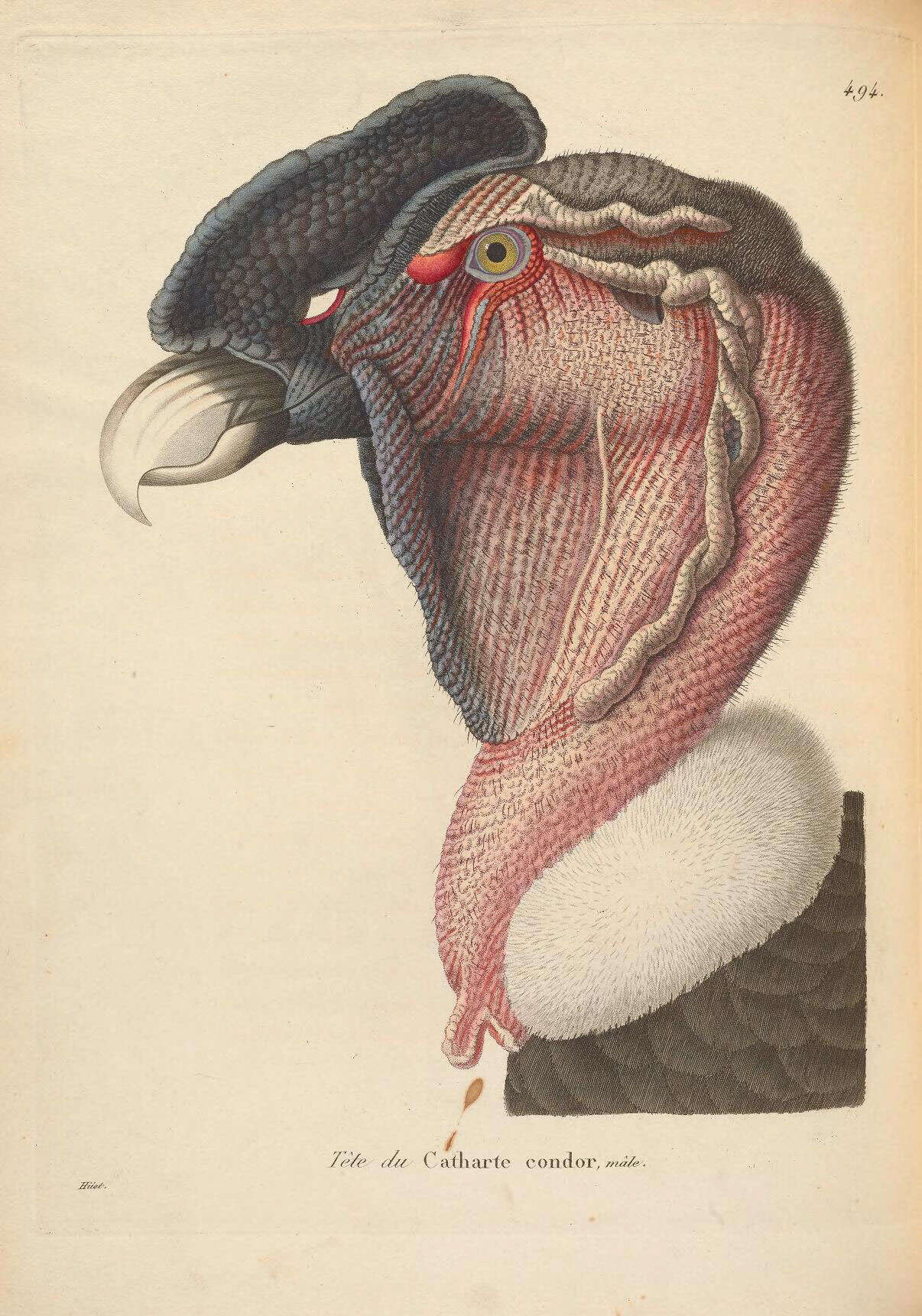 Слика од Vultur Linnaeus 1758