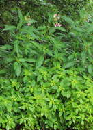 Image of Jewelweeds