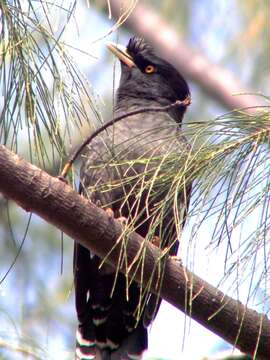 Image of Crested Myna