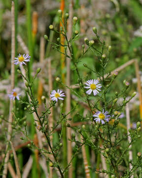 Image of rice button aster