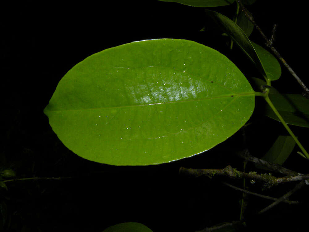 Plancia ëd Strychnos peckii B. L. Robinson