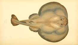 Image of Common Torpedo Ray