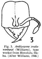 Sivun Amblyopone zwaluwenburgi (Williams 1946) kuva