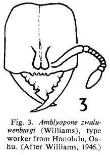 Sivun Amblyopone zwaluwenburgi (Williams 1946) kuva