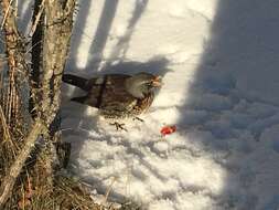 Image of Fieldfare