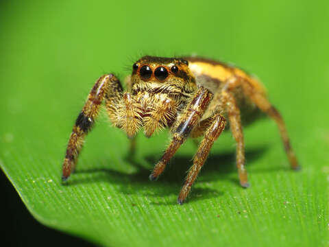 Image of Golden Jumping Spider