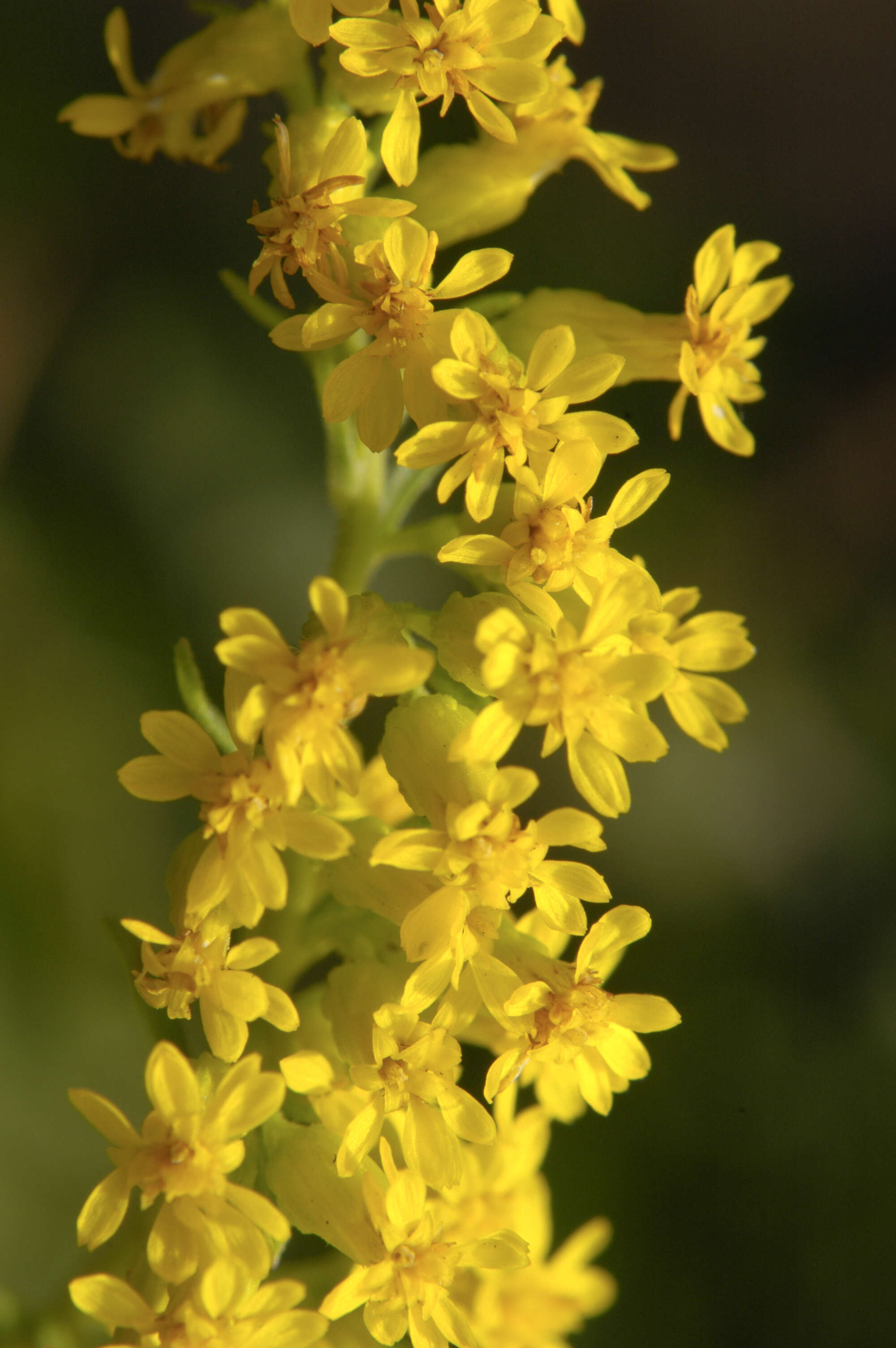 Image of gray goldenrod