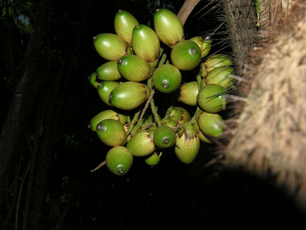 Image of bactris palm