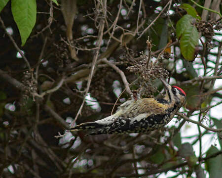 Image of Sapsucker