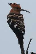 Image of hoopoes