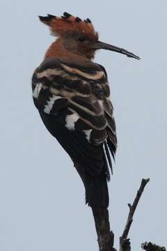 Image of African Hoopoe