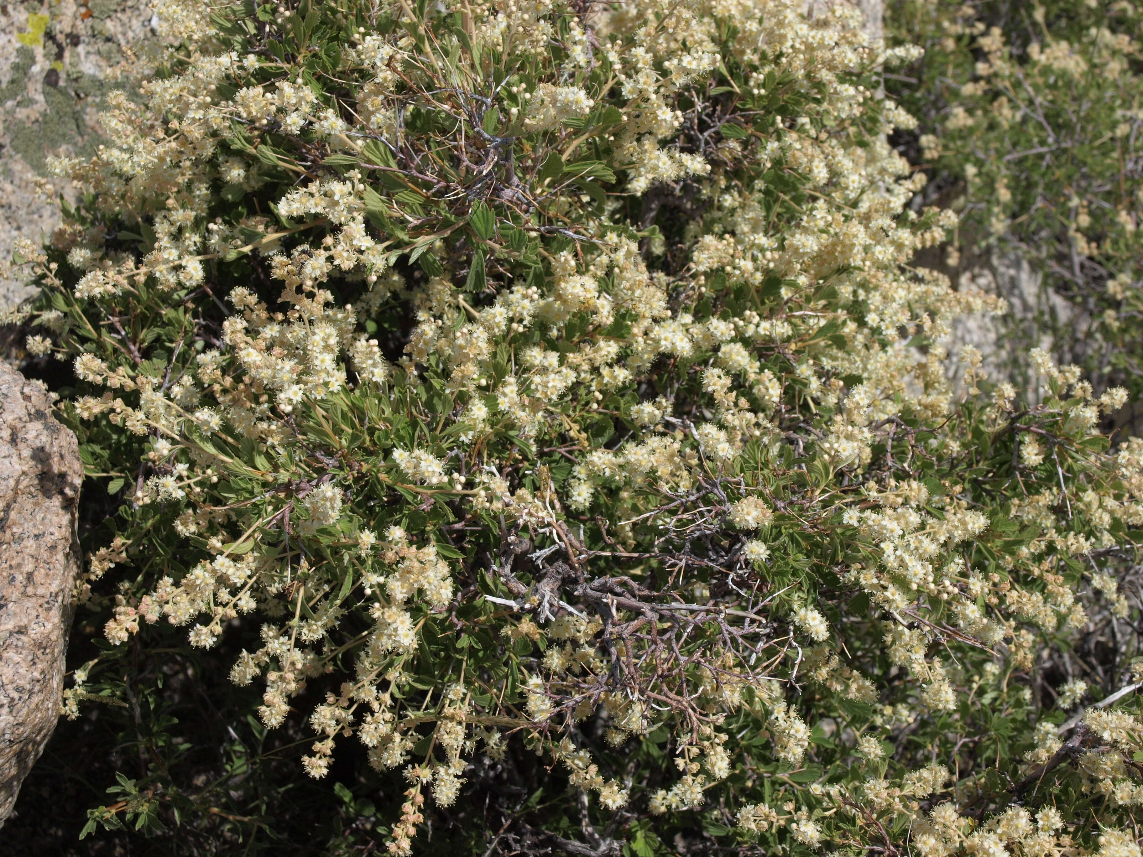 Image de Holodiscus discolor (Pursh) Maxim.