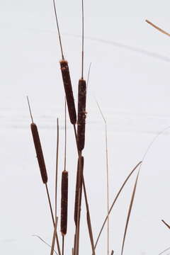 Image of Bulrush