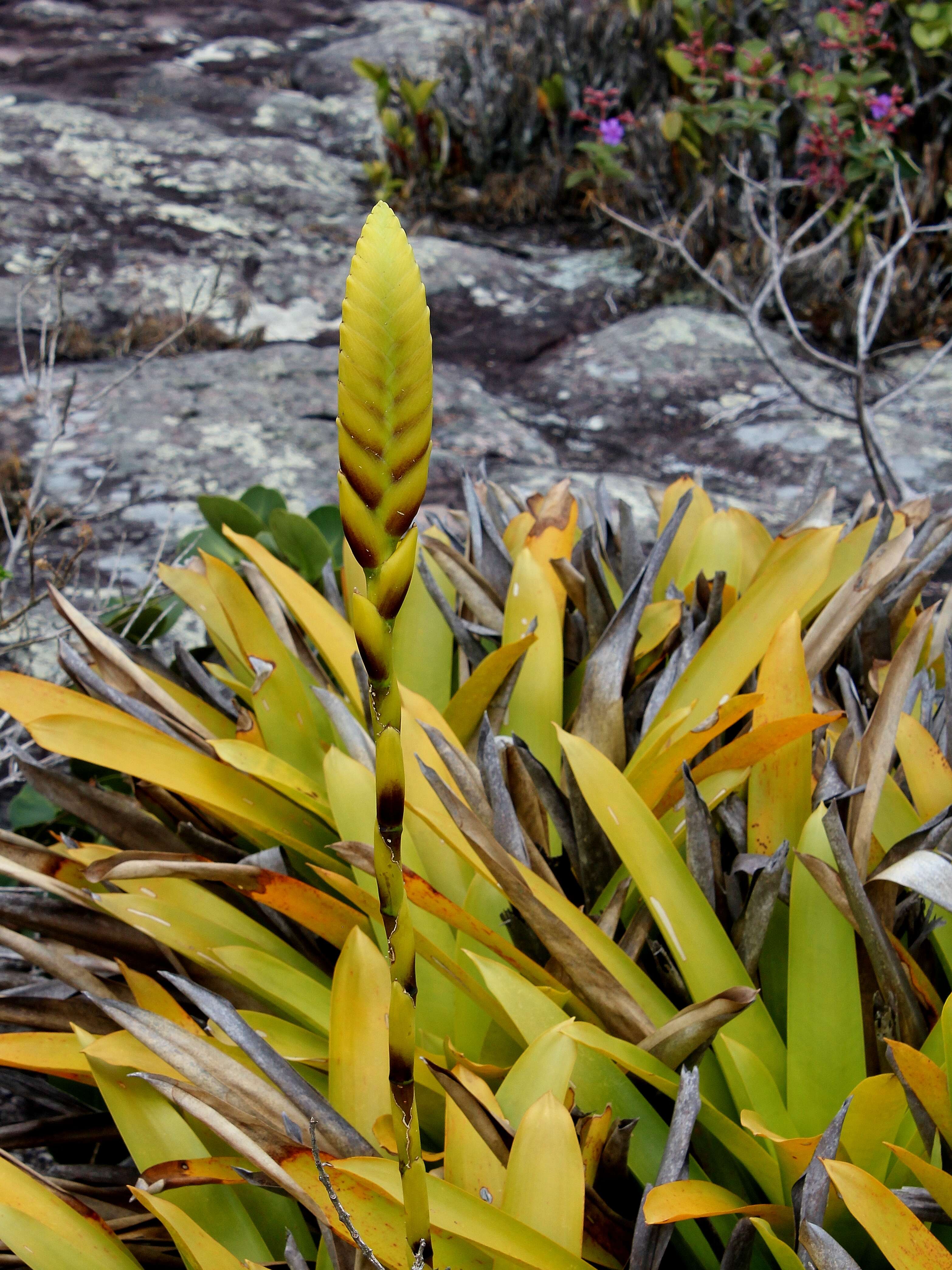 Image of Vriesea chapadensis Leme