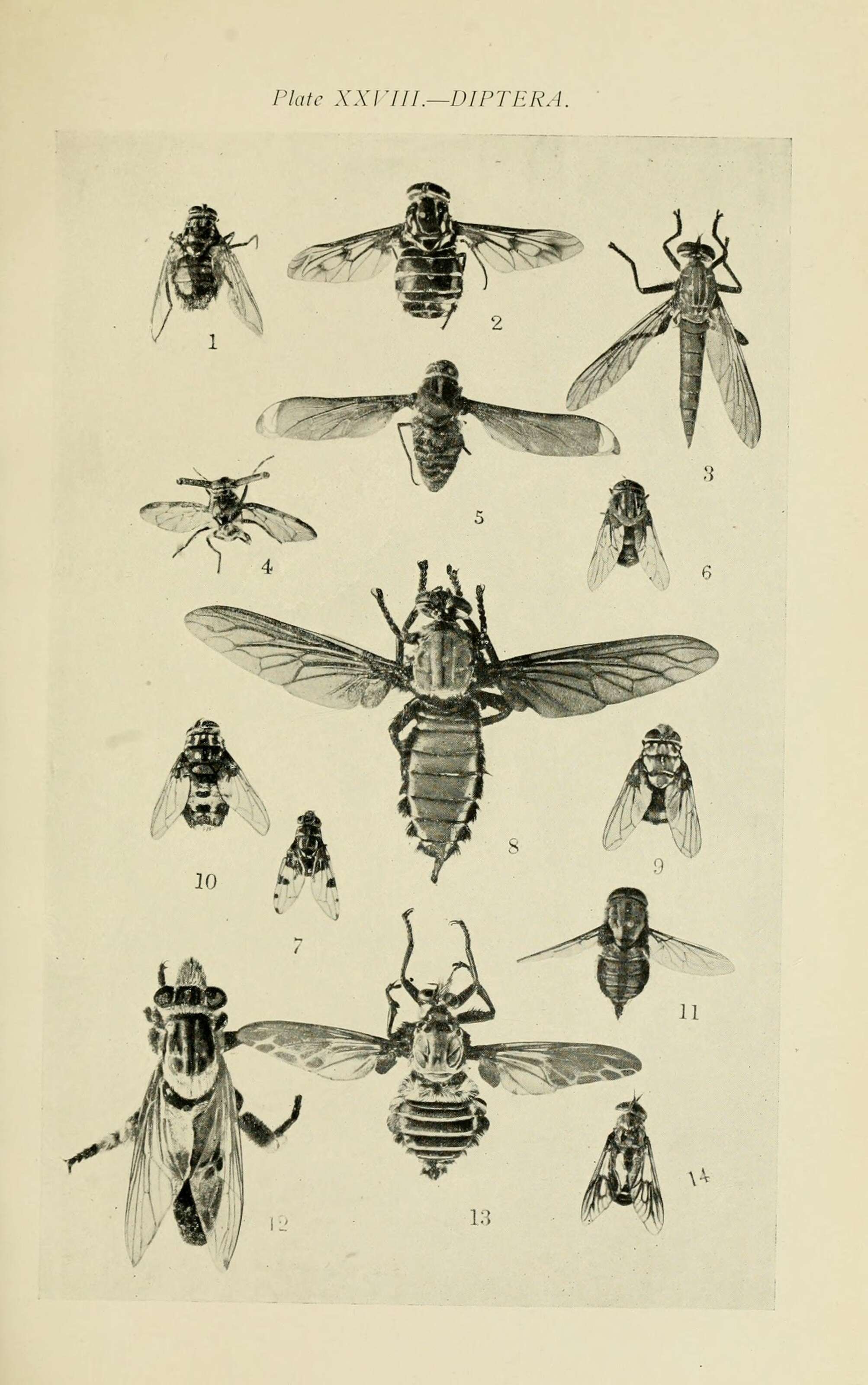 Image of Chetogaster violacea Macquart 1851