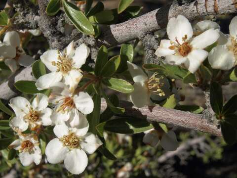 Image of wild crab apple