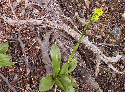 Image of Gavilea lutea (Comm. ex Pers.) M. N. Correa