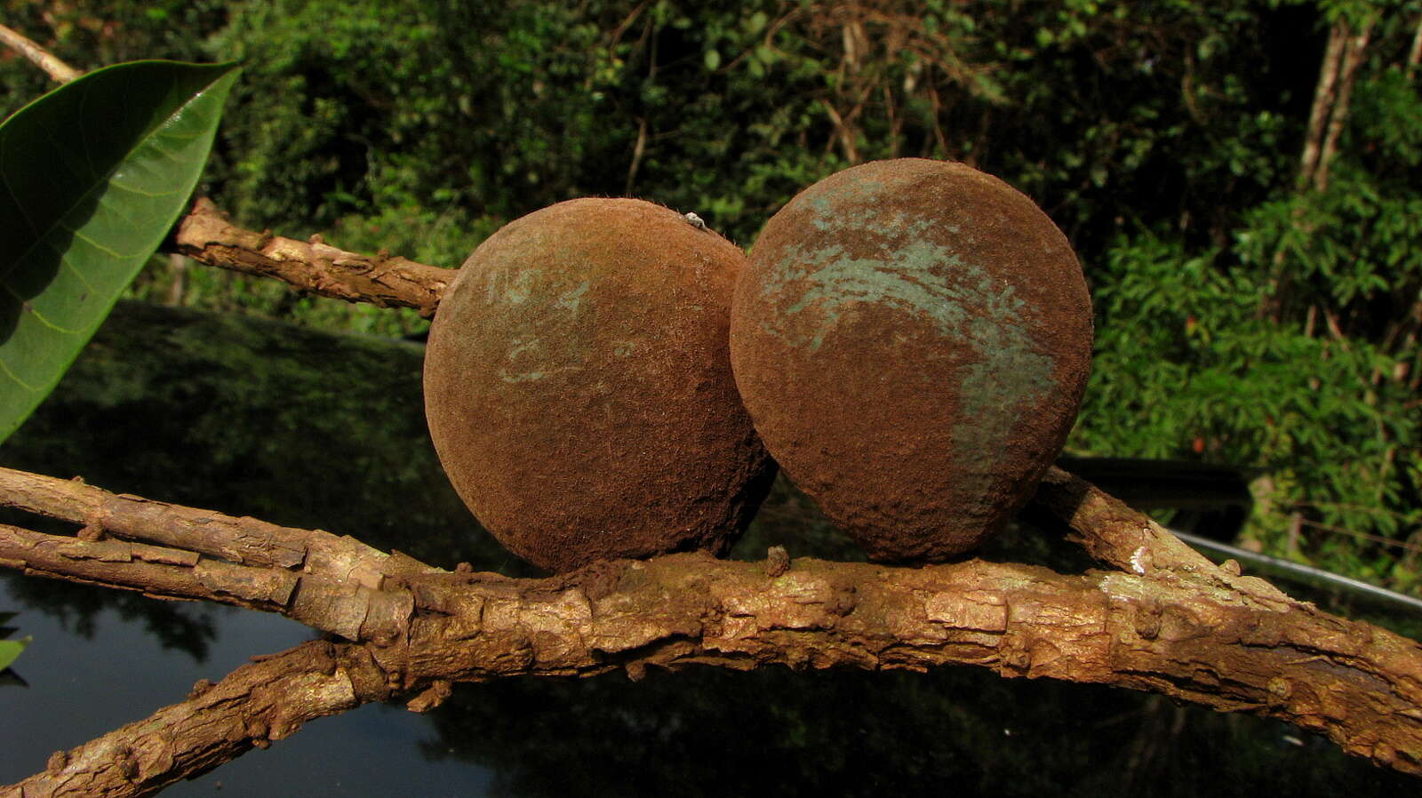 Image of Pouteria venosa (Mart.) Baehni