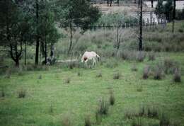 Image of Scimitar-horned Oryx