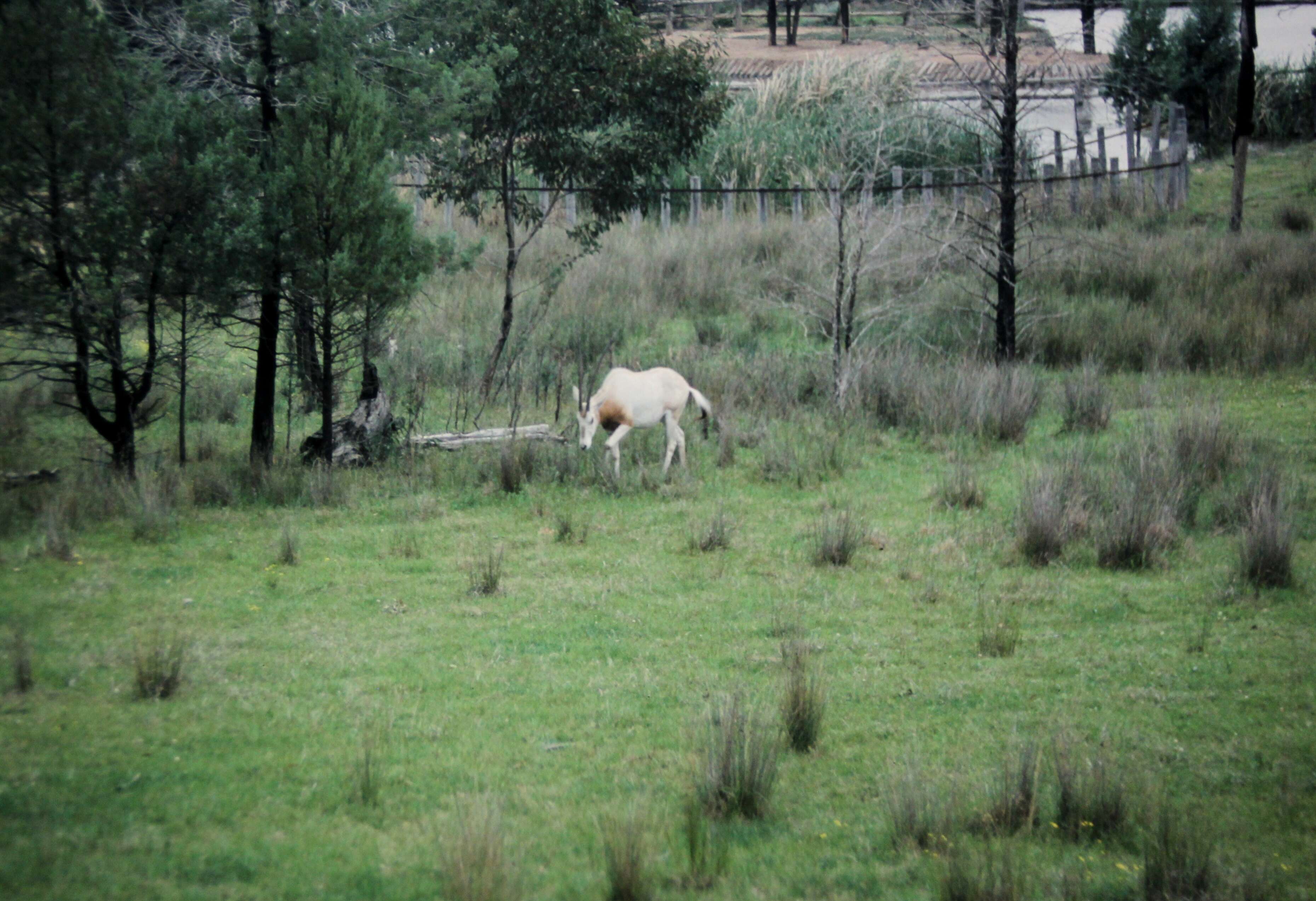 Image of Scimitar-horned Oryx