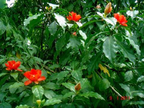 Image of Leaf Cacti