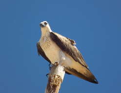 Image of ospreys