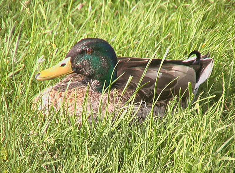 Image of Common Mallard