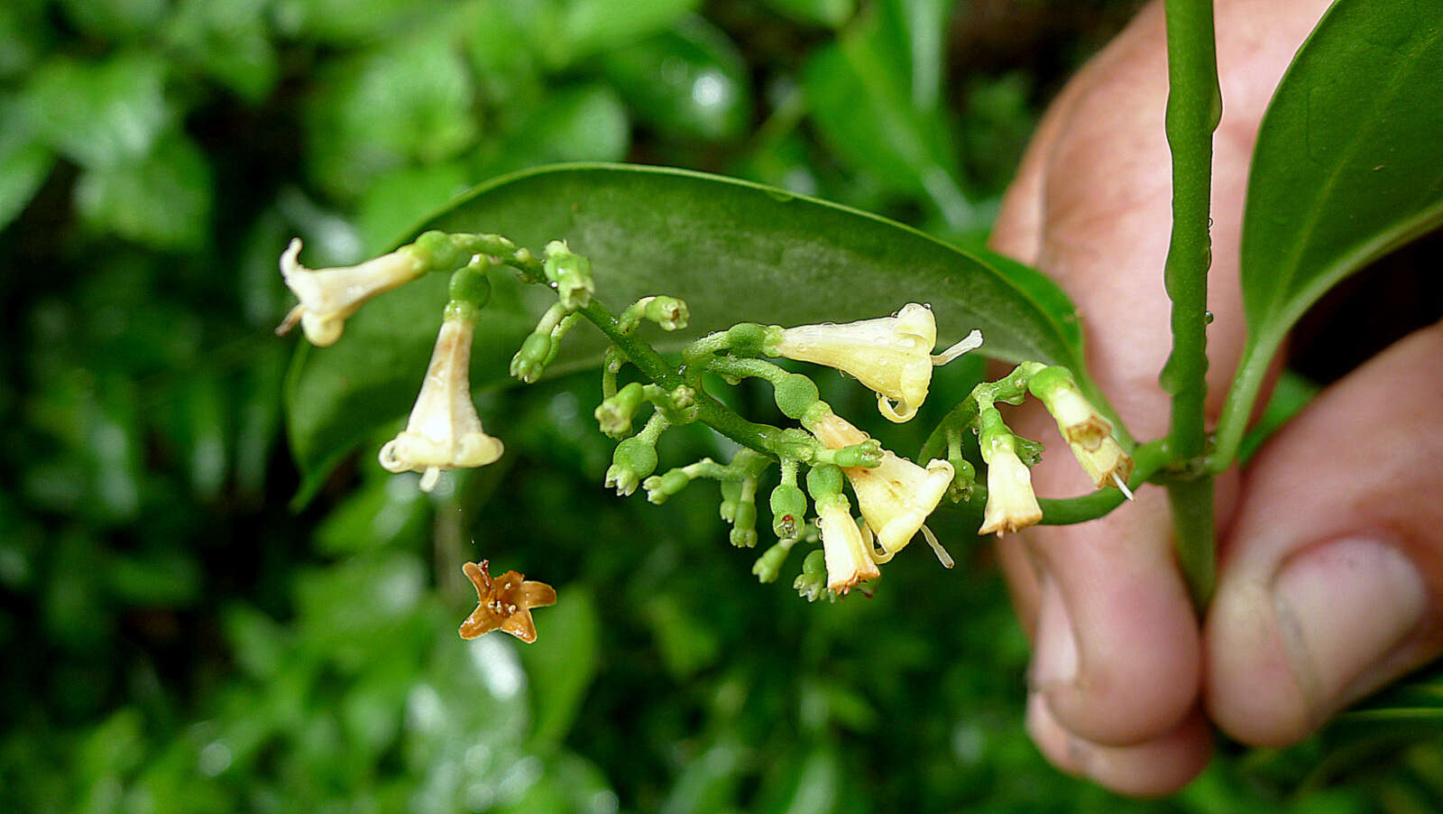 Image of West Indian milkberry