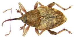 Image of Curculio