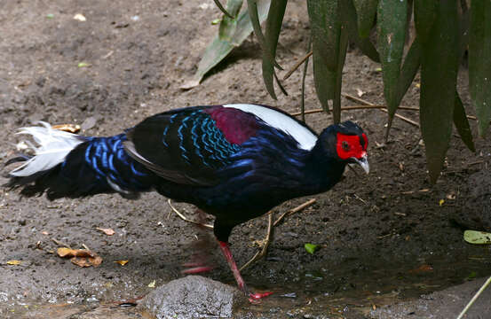 Image of Swinhoe's Pheasant